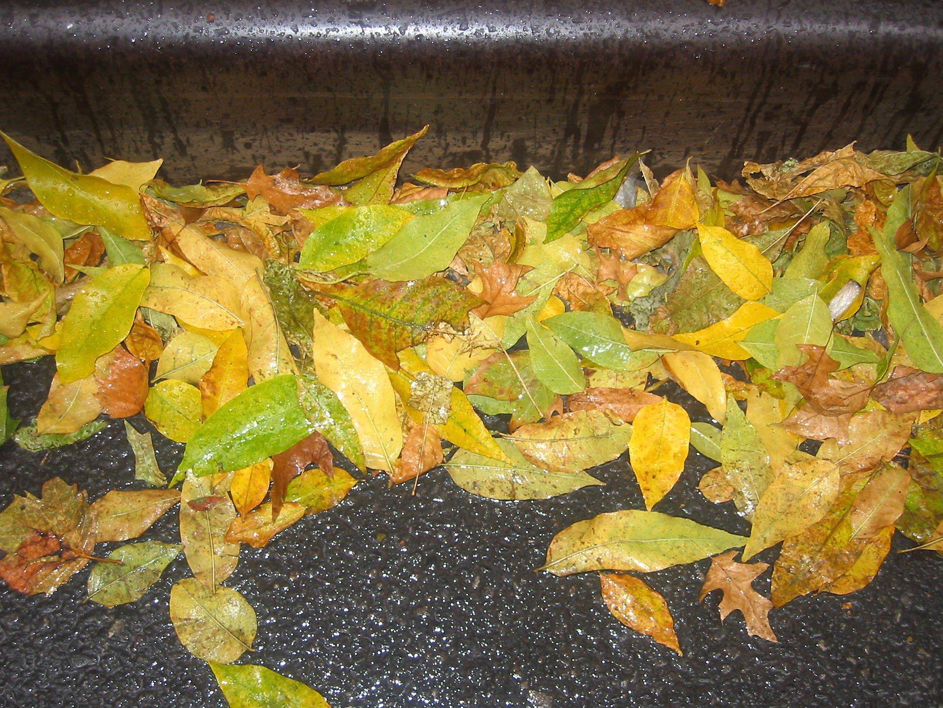Mostly Elm Tree Foliage at the Street Curb in the Rain