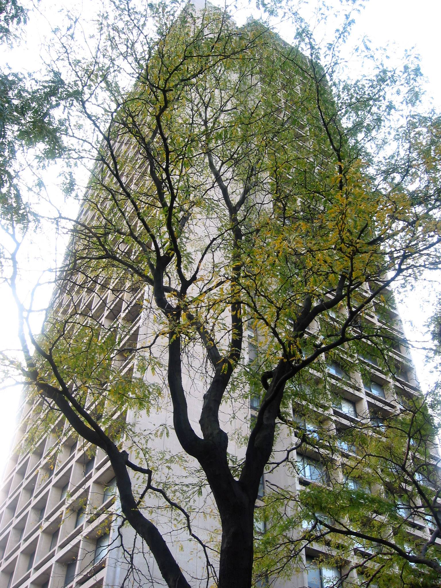 Locust Tree  & I M Pei Beehive Condominium