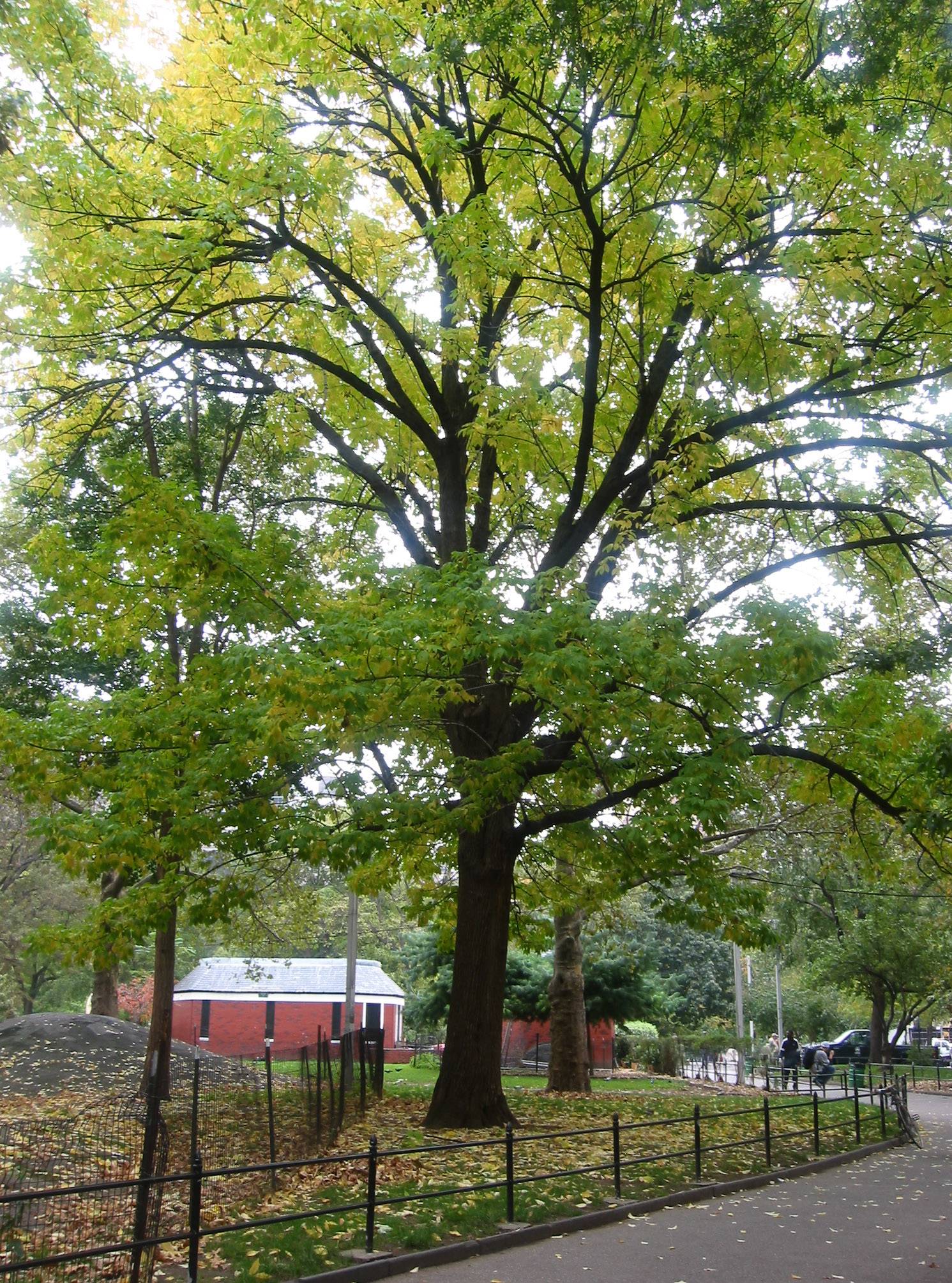 Elm Tree