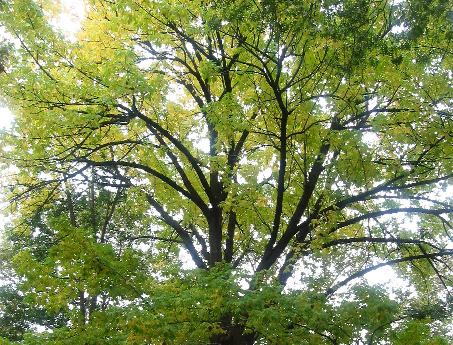 Elm Tree