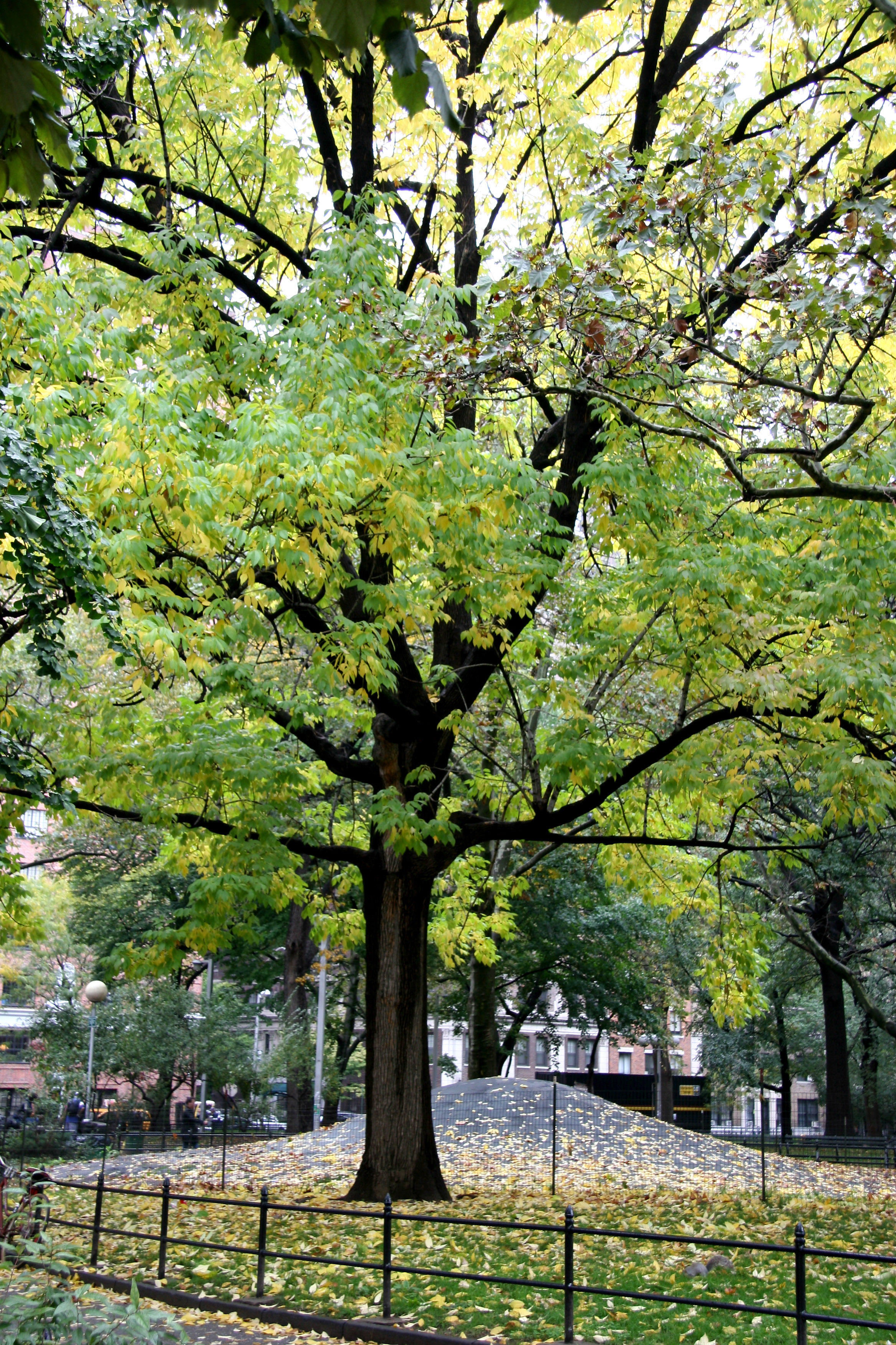 Elm Tree by the Mounds