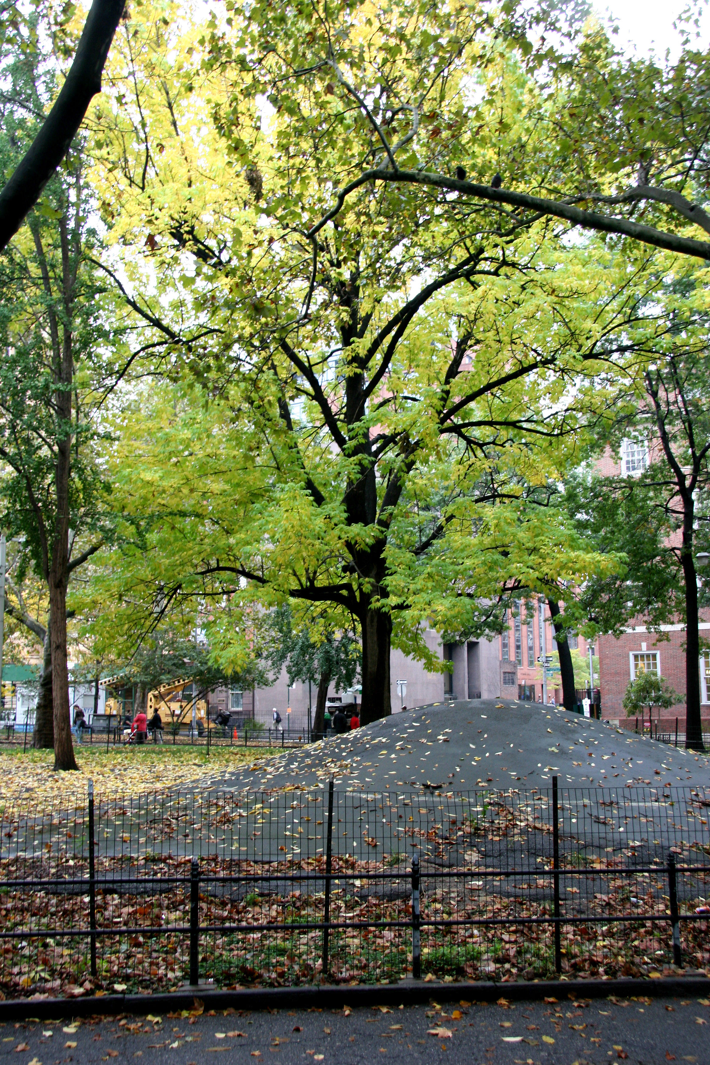 Elm Tree by the Mounds