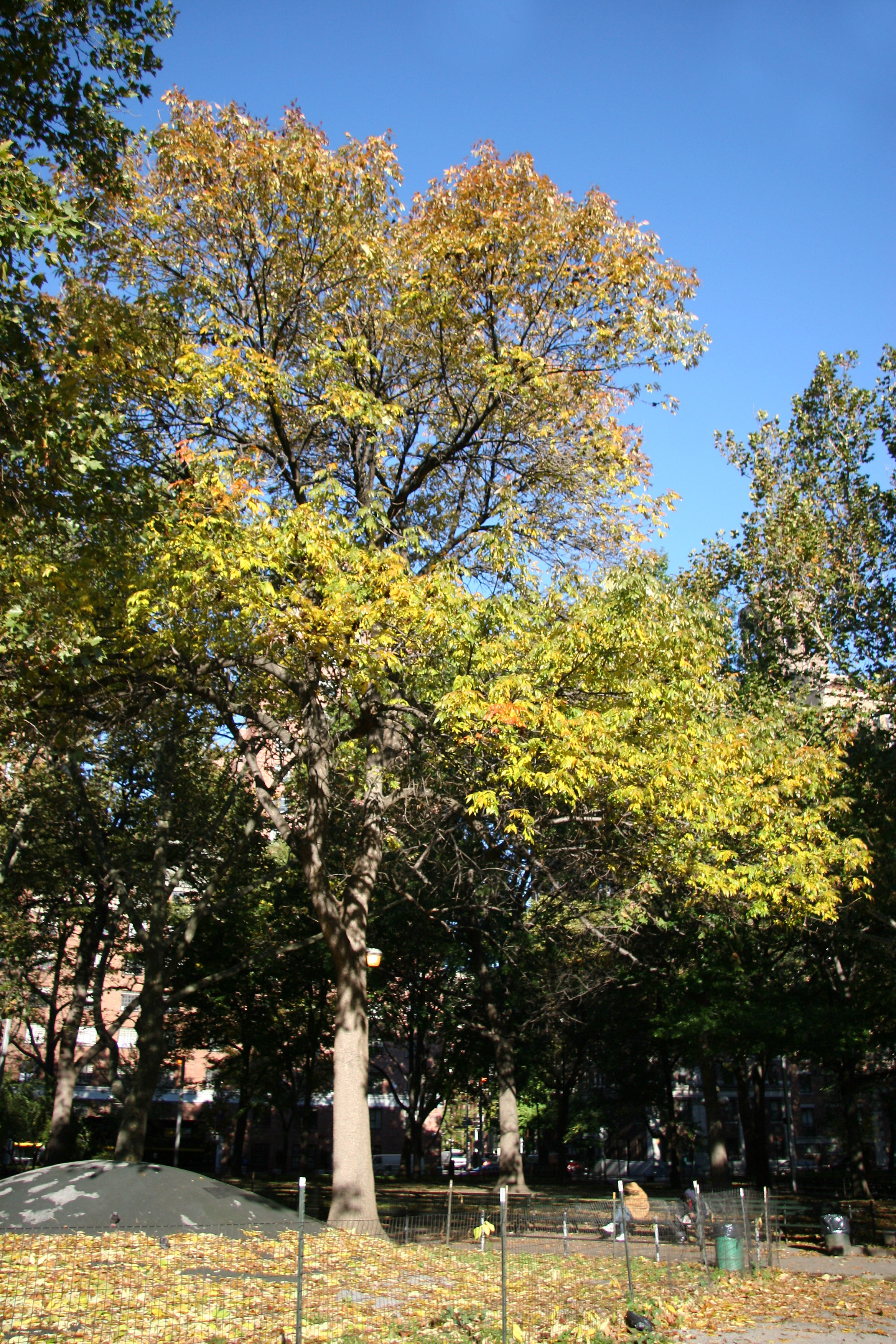 Elm Tree