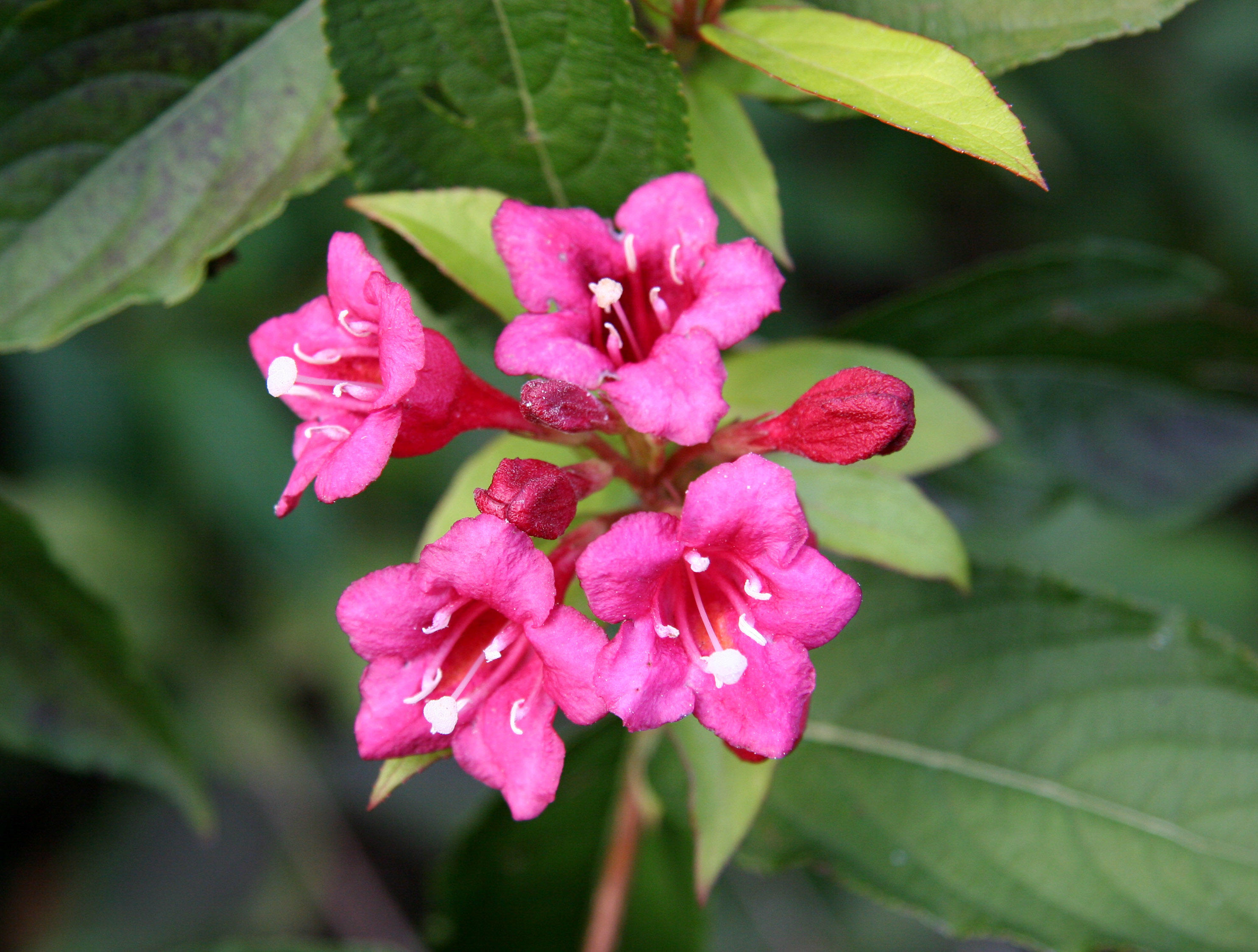 Weigela