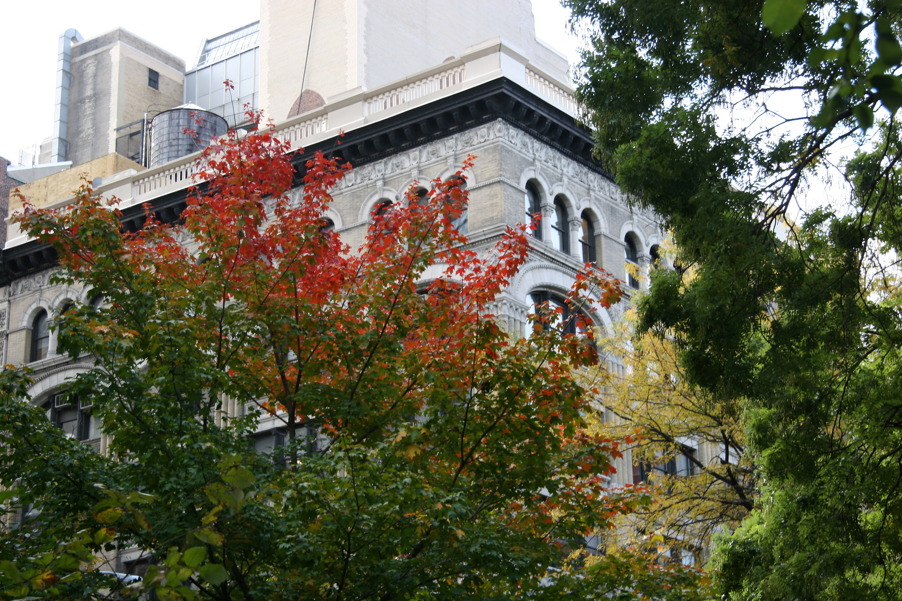 Maple Tree & NYU Education Building