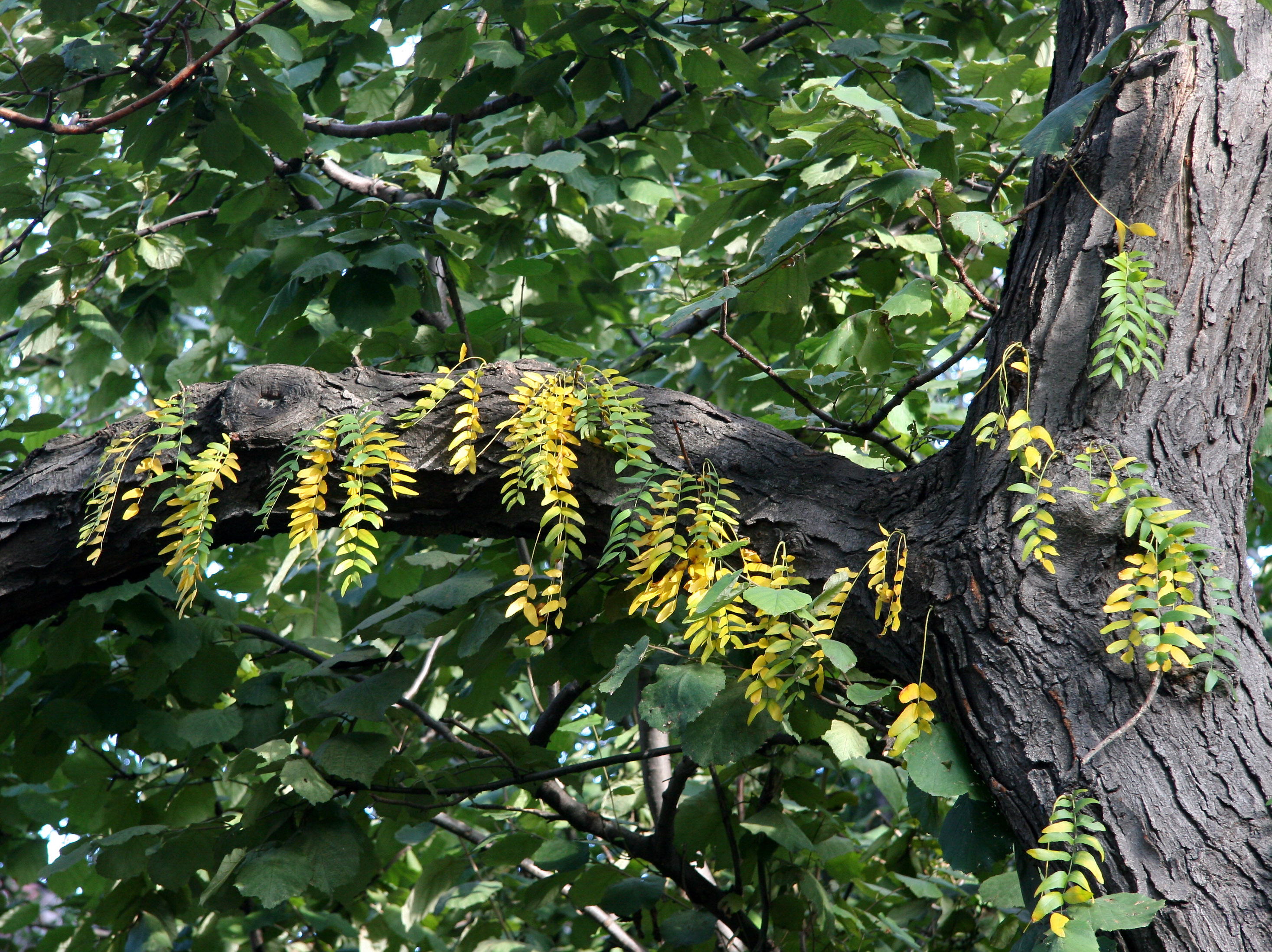 Locust Foliage