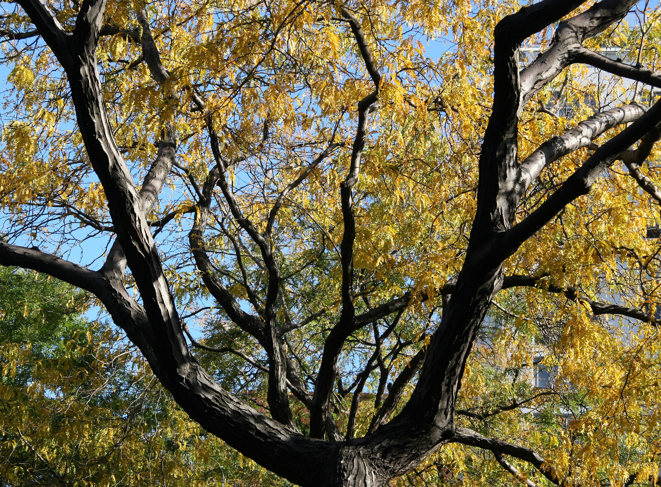 Locust Tree