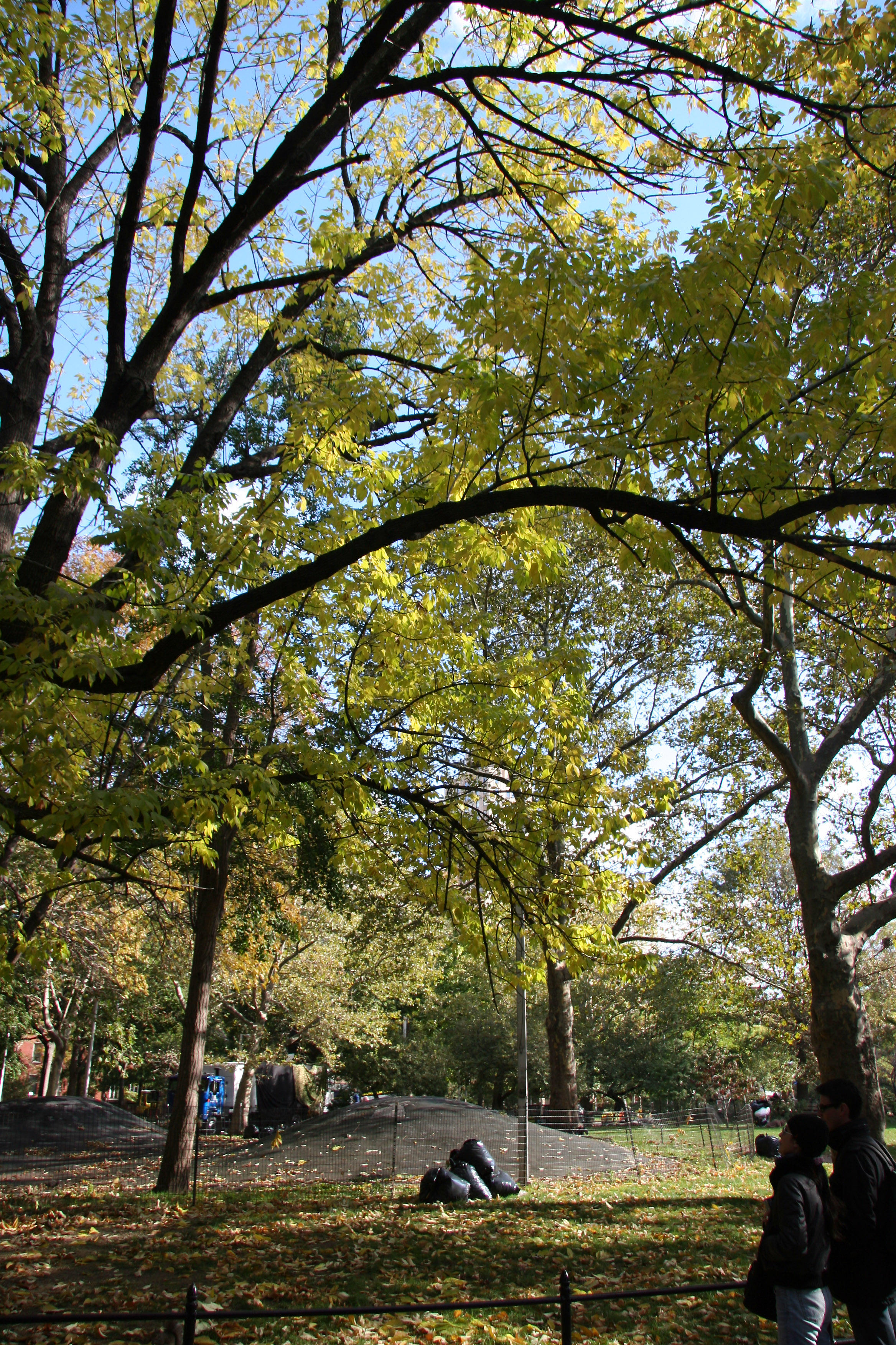 Elm Trees & Mounds