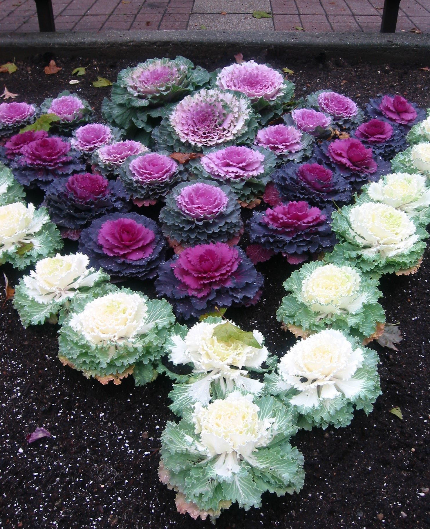 Ornamental Cabbage - NYU Athletic Center Garden