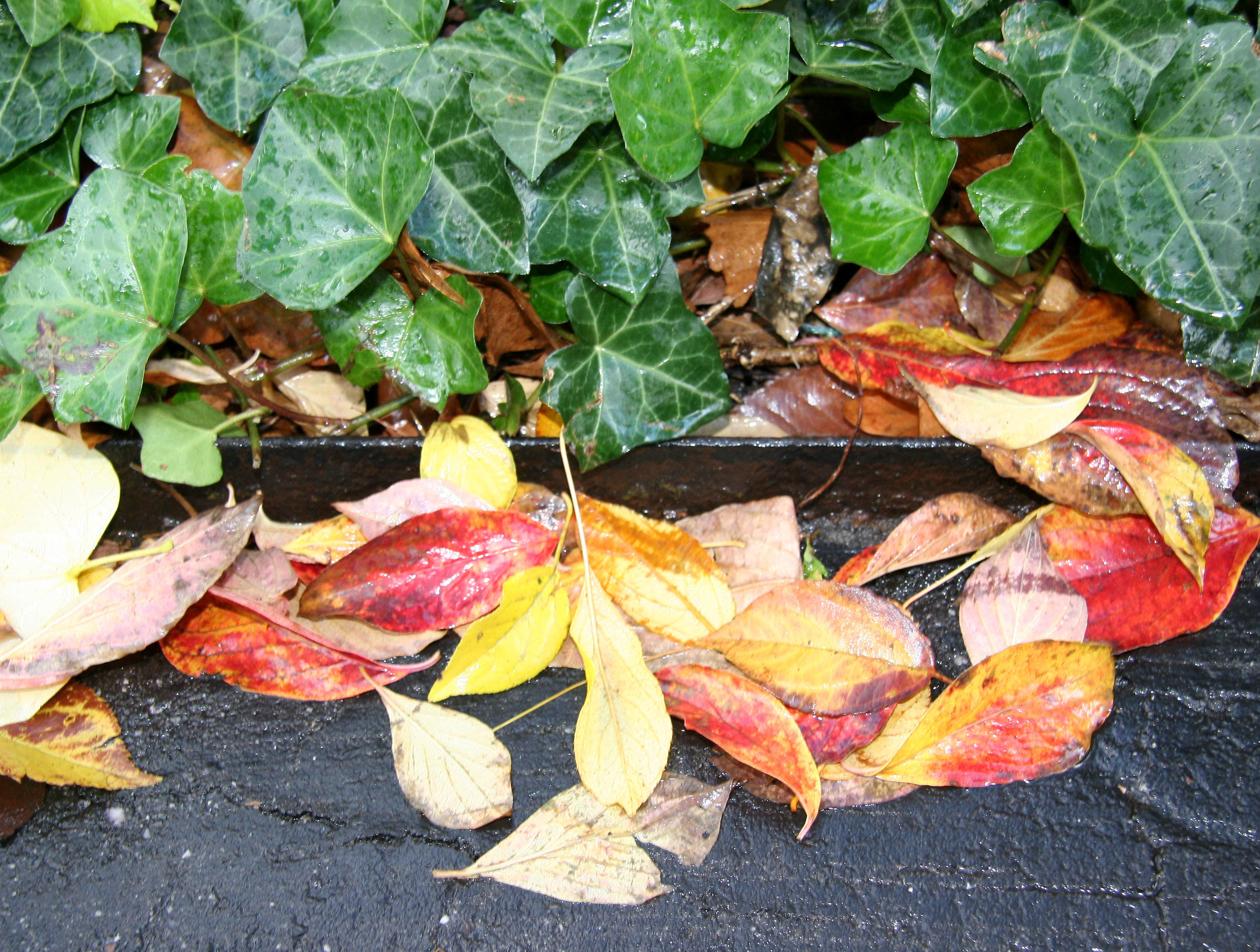 Ivy & Loose Dogwood Foliage