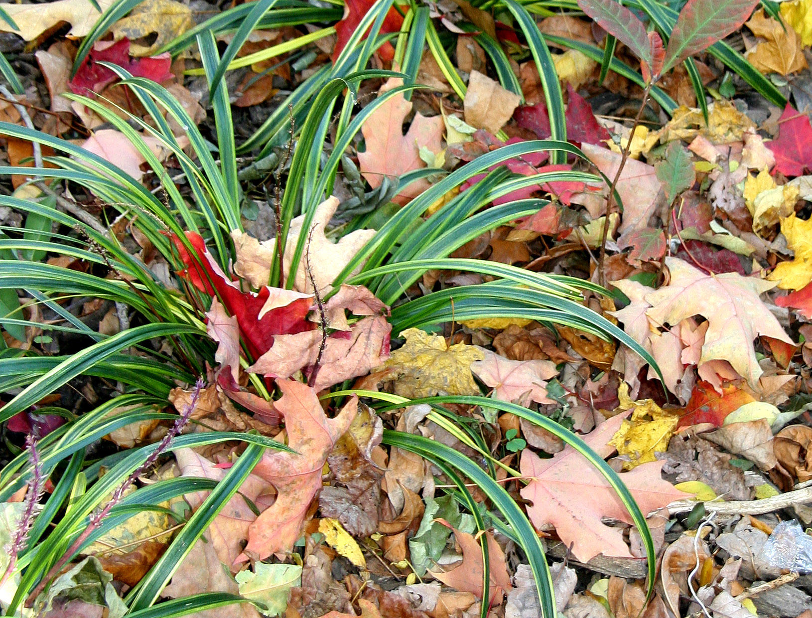 Liriope & Loose Maple Foliage