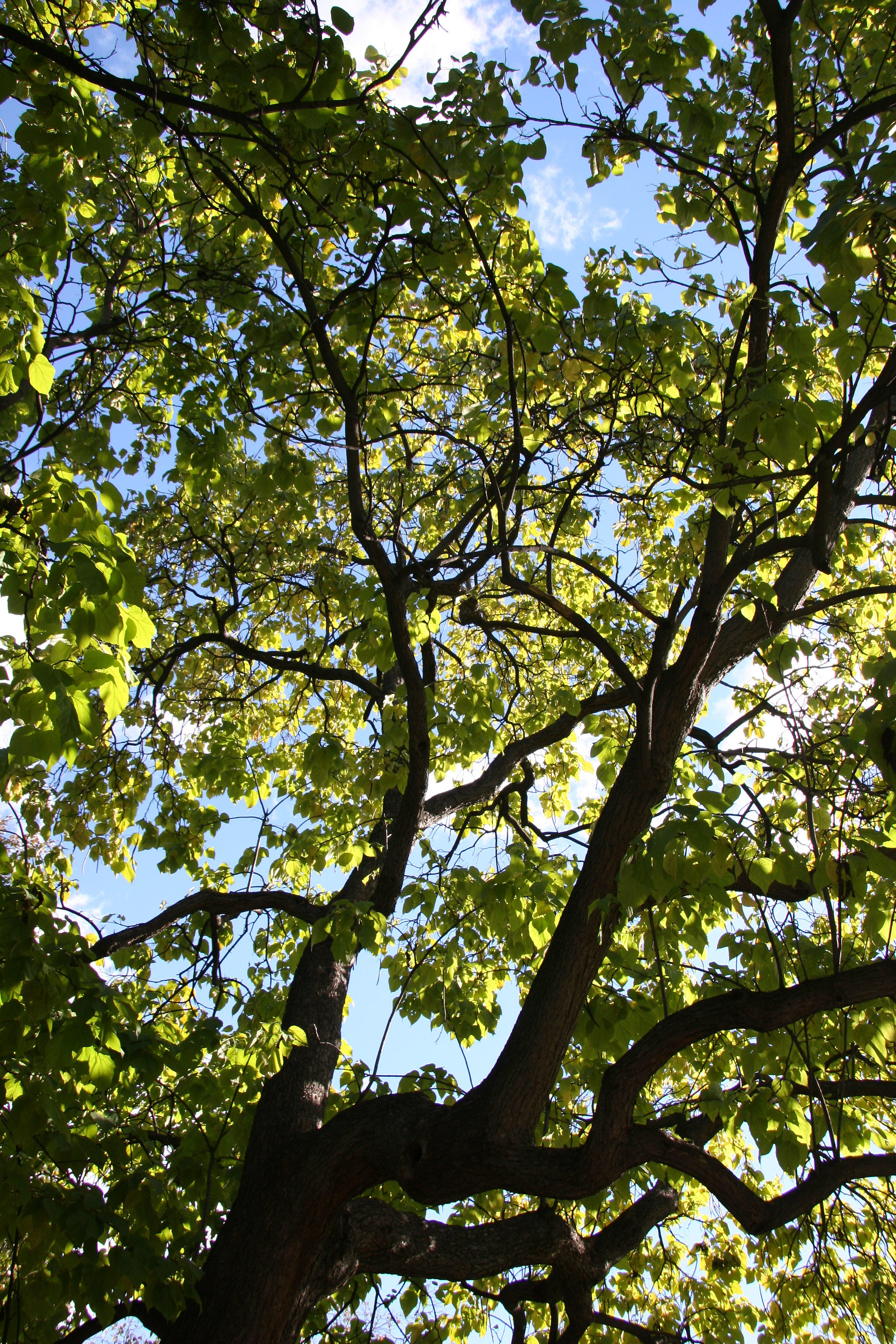 Catalpa Tree