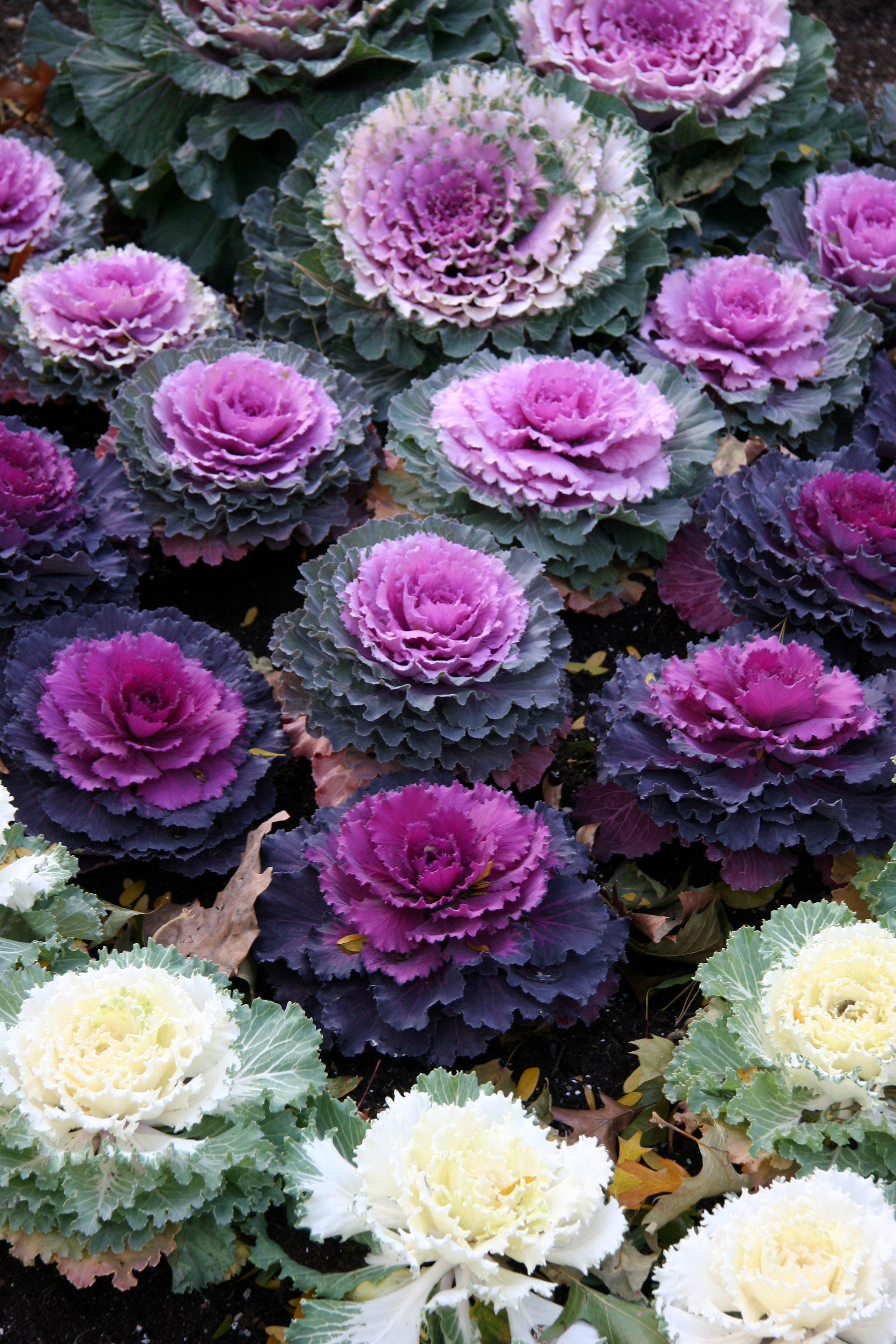 Ornamental Cabbage