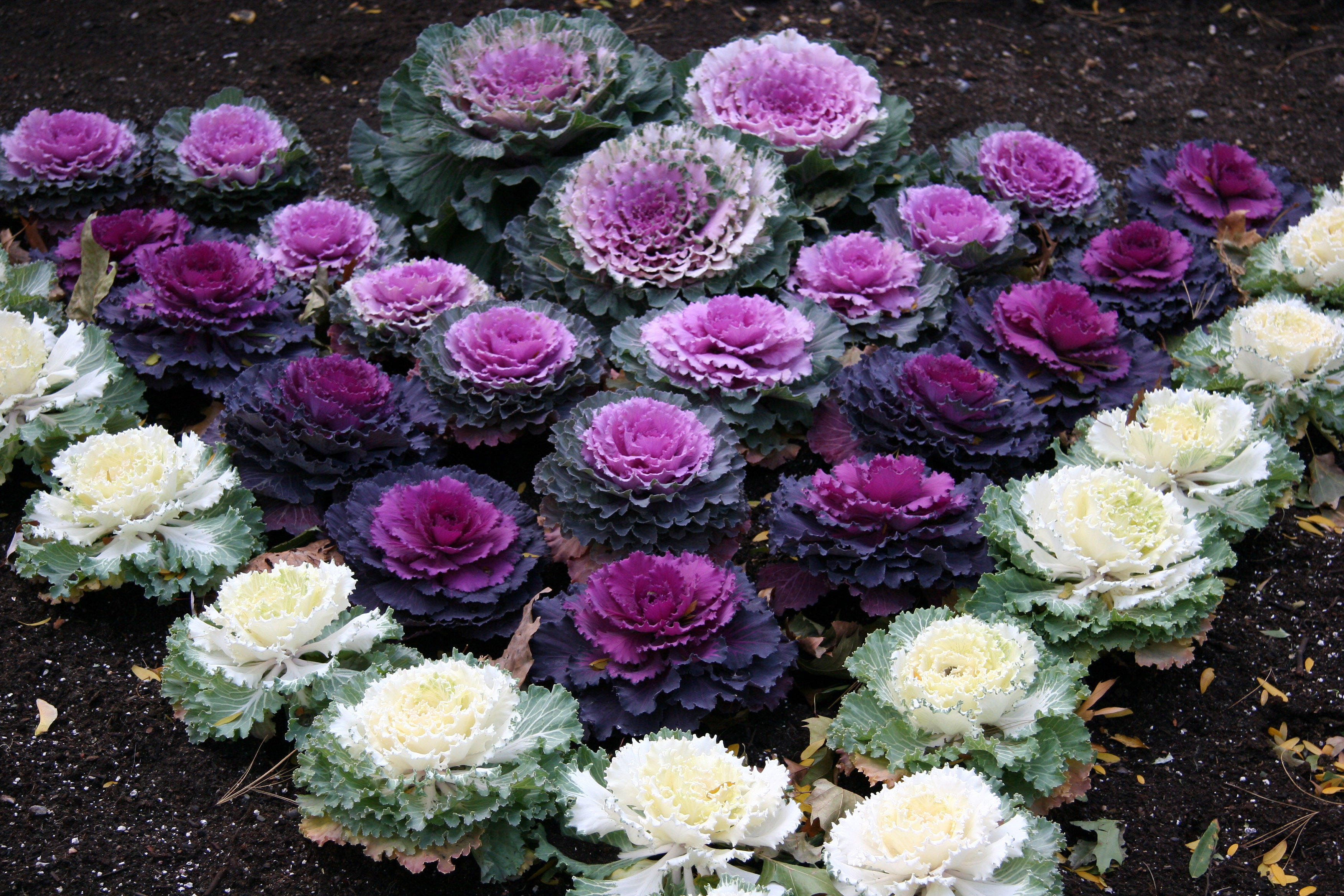 Ornamental Cabbage