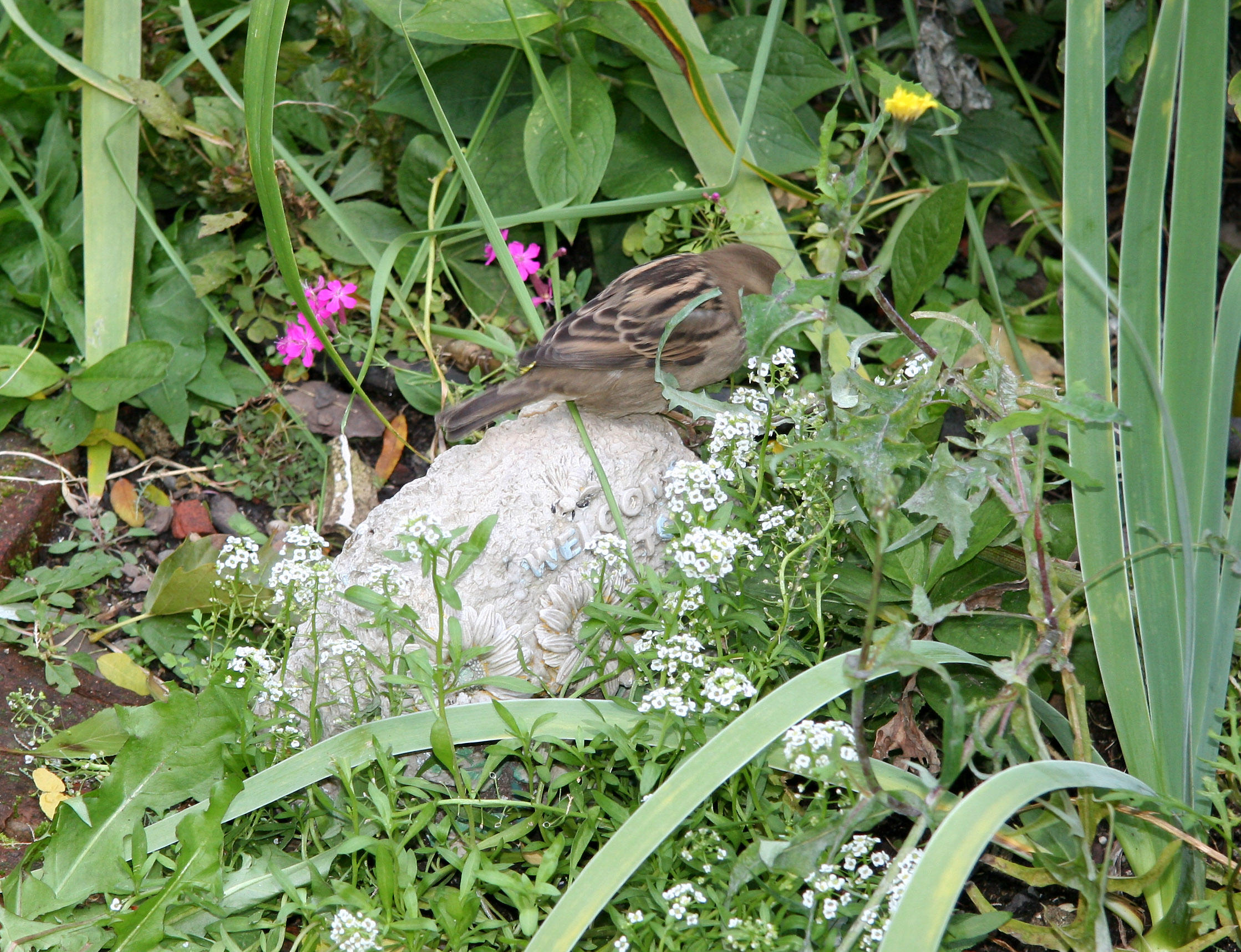 A Sparrow on the Garden Welcome Stone