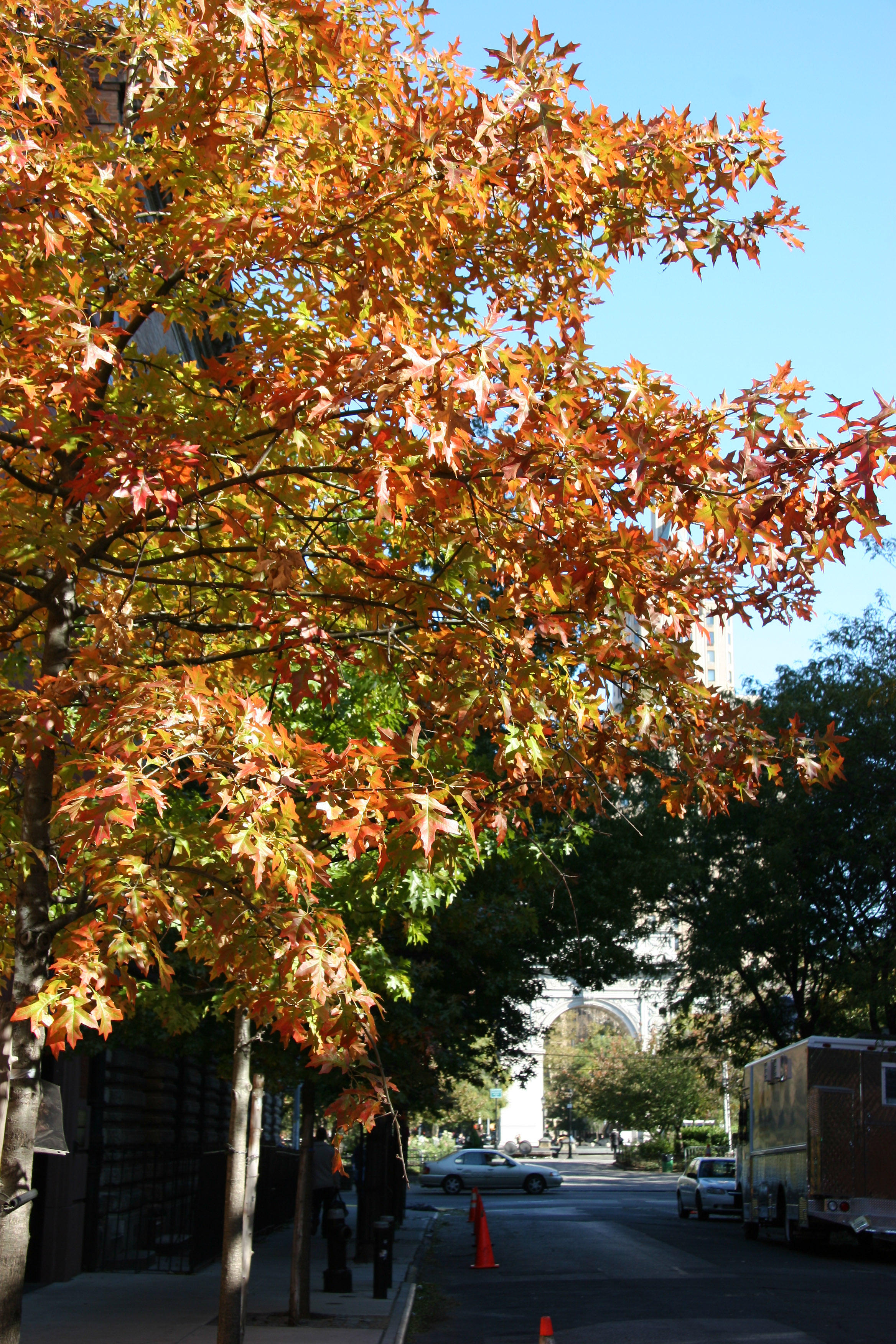 Oak Tree Foliage