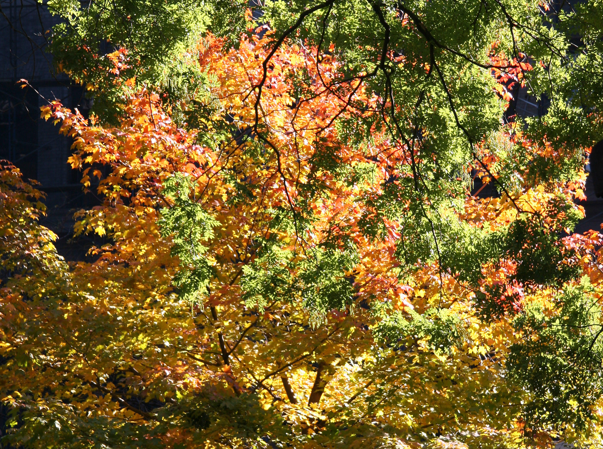 Maple Tree Foliage