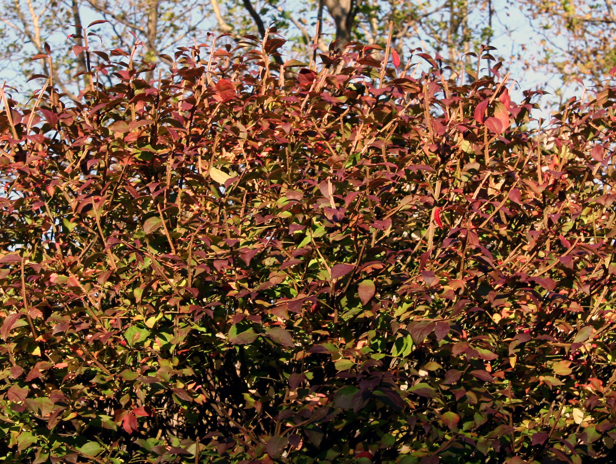 Burning Bush & Sycamore Trees