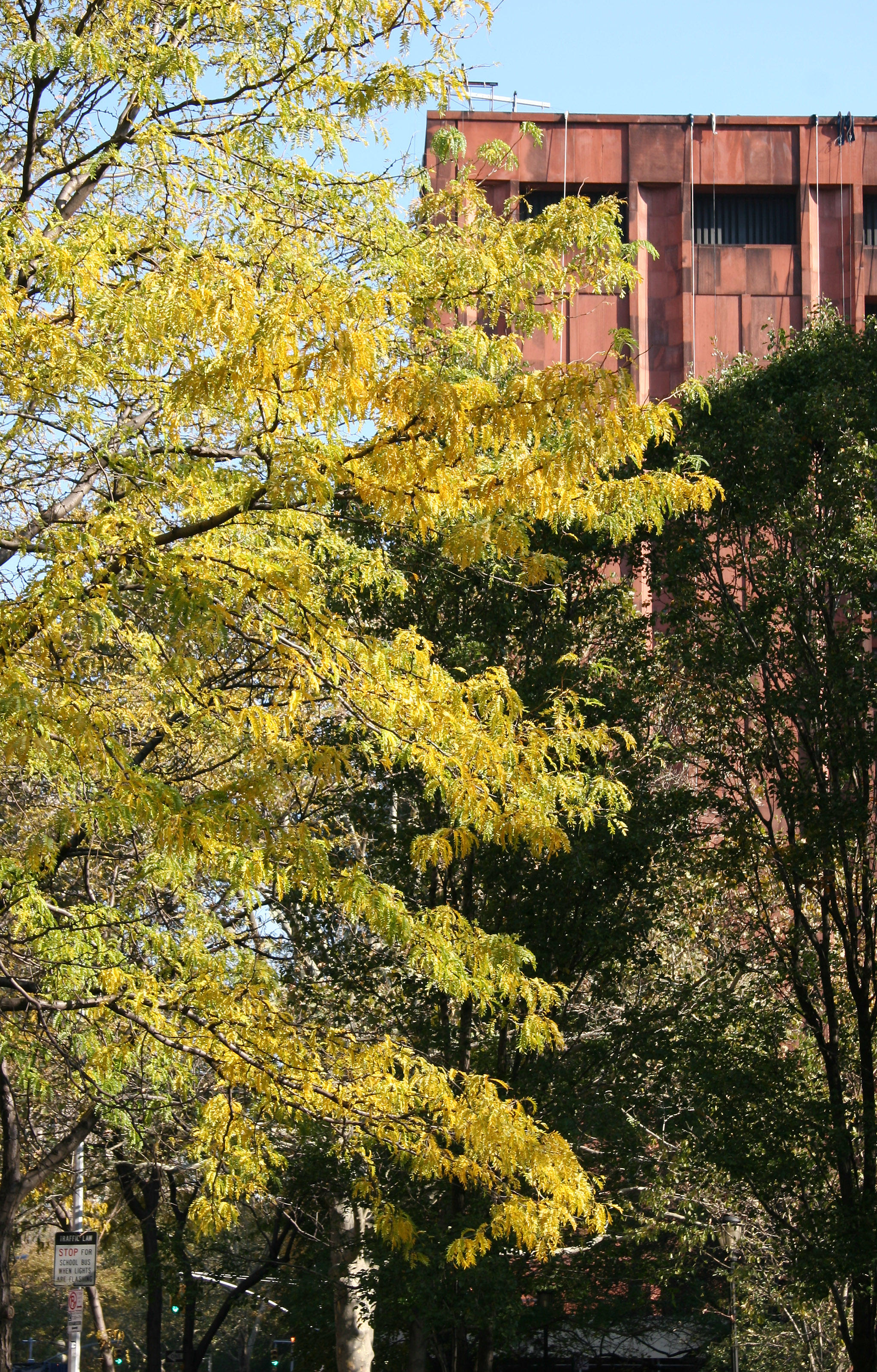 Locust Tree & NYU Library