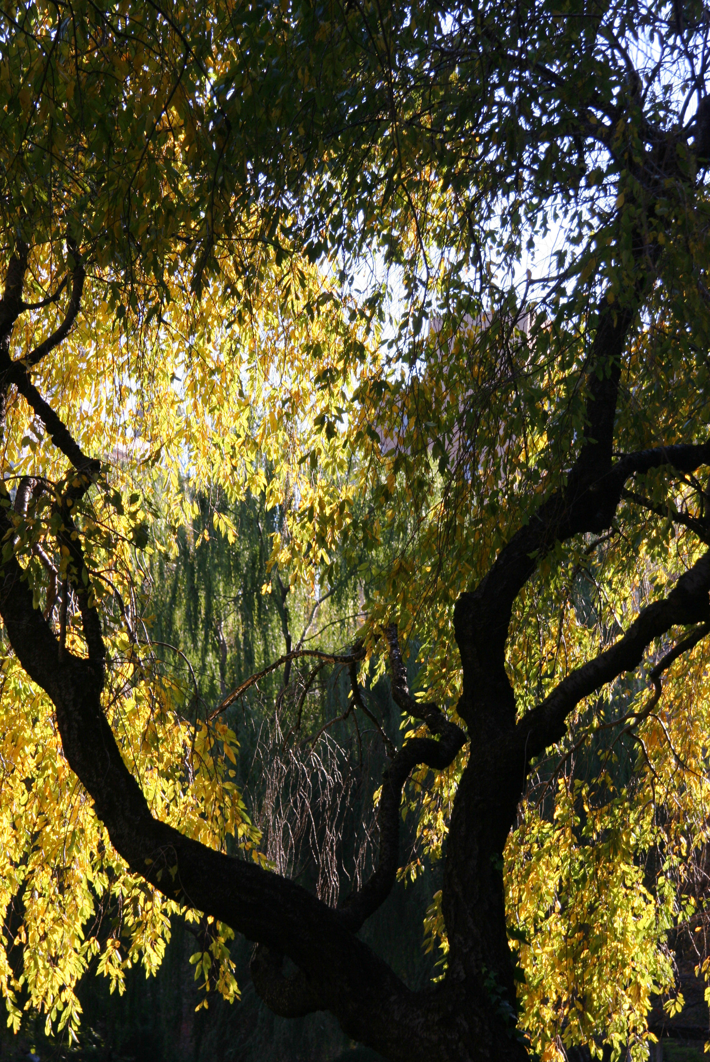 Cherry & Willow Trees