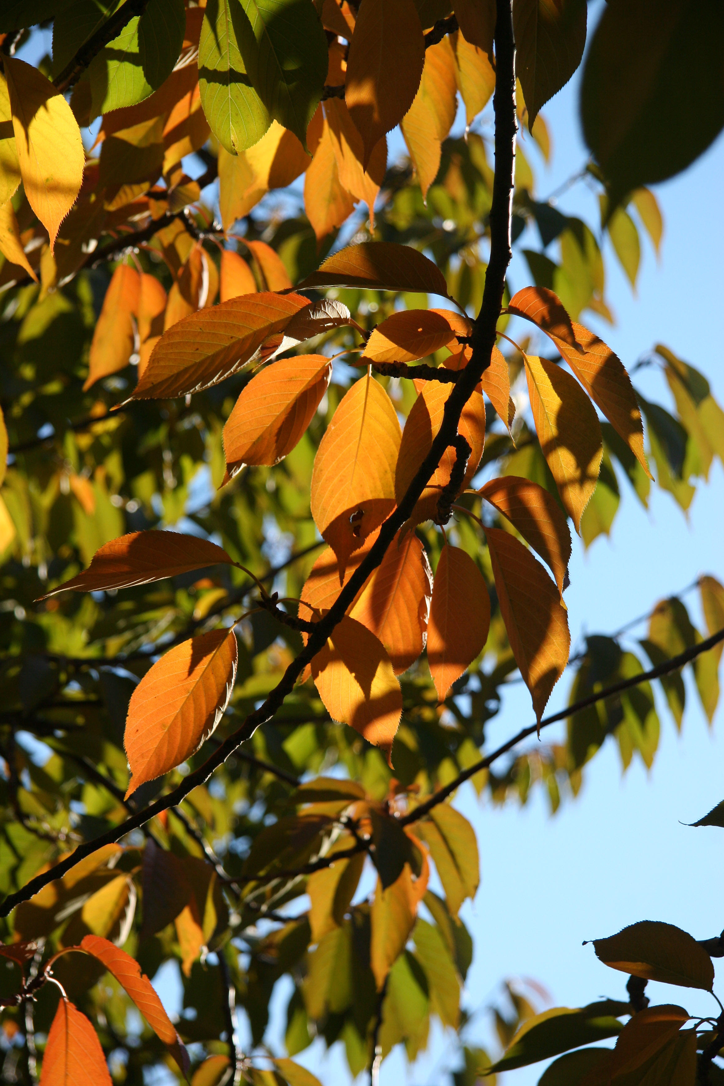 Cherry Tree Foliage