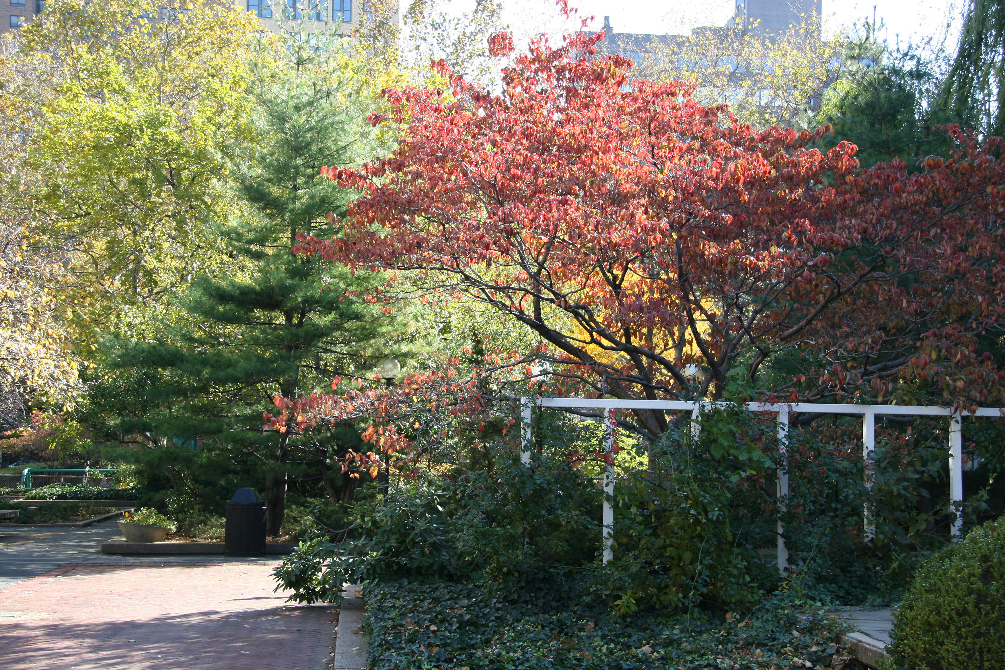 Garden View - Dogwood, Pine, Mulberry, etc.