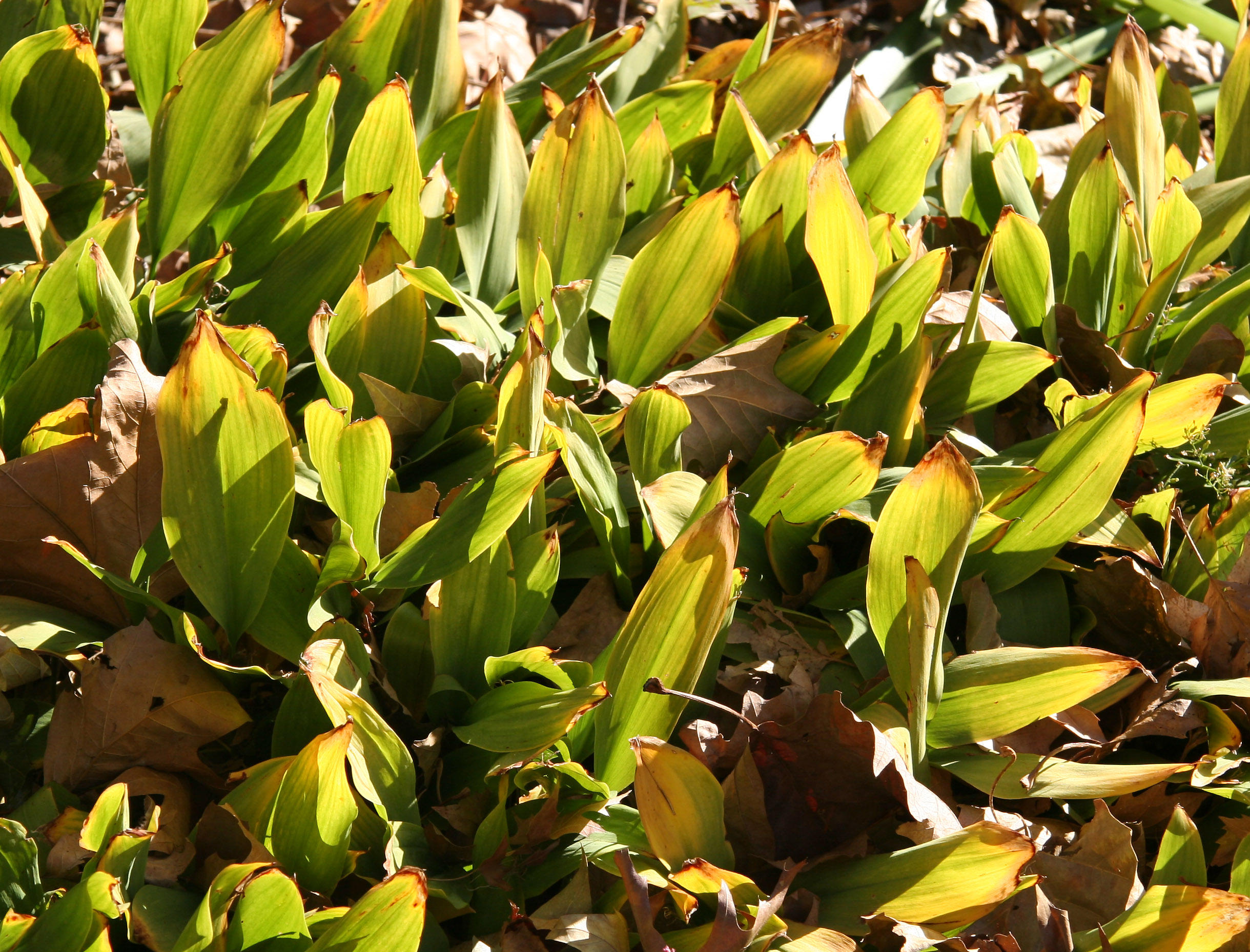 Lily of the Valley Foliage