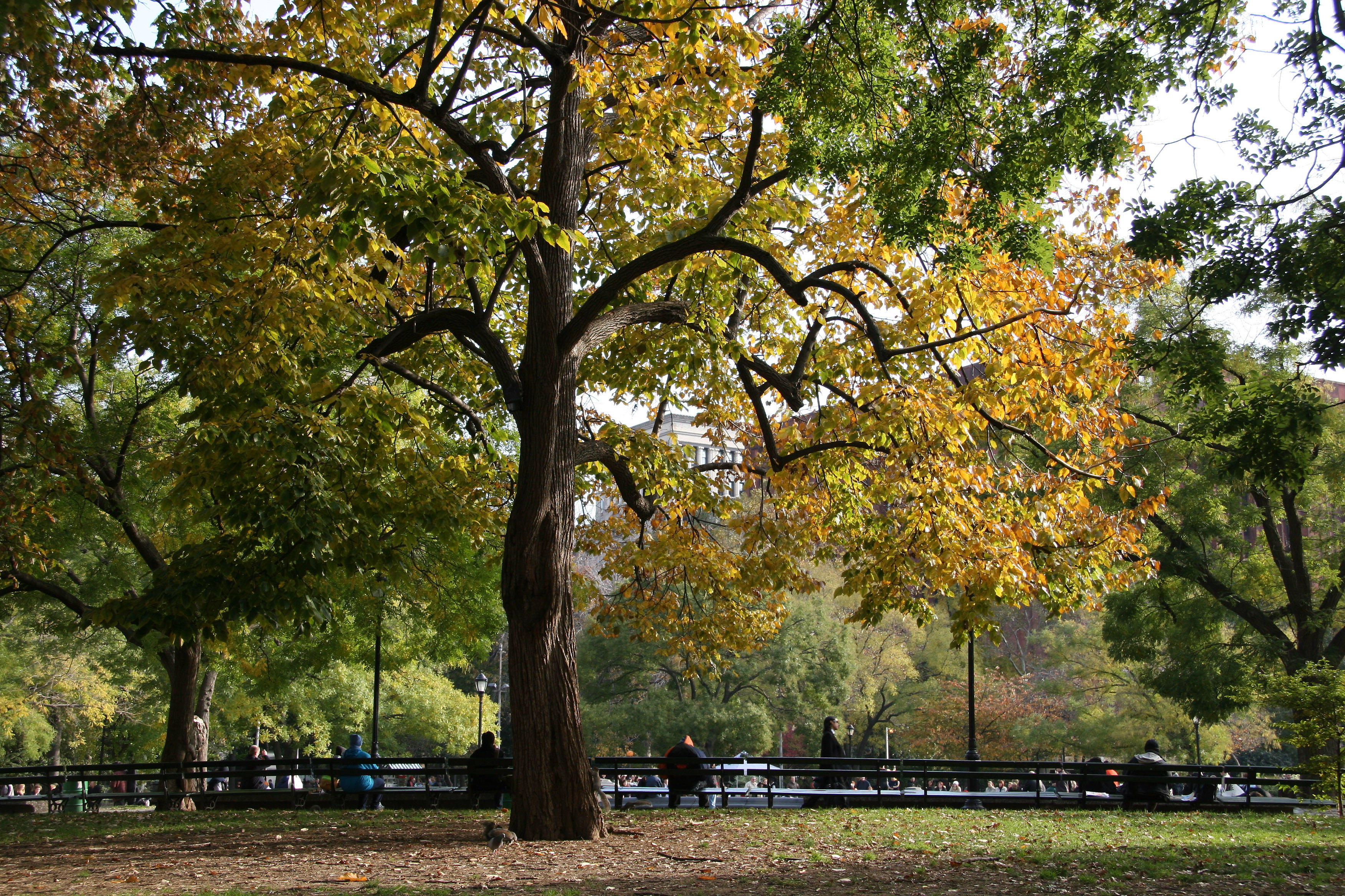 Linden Tree