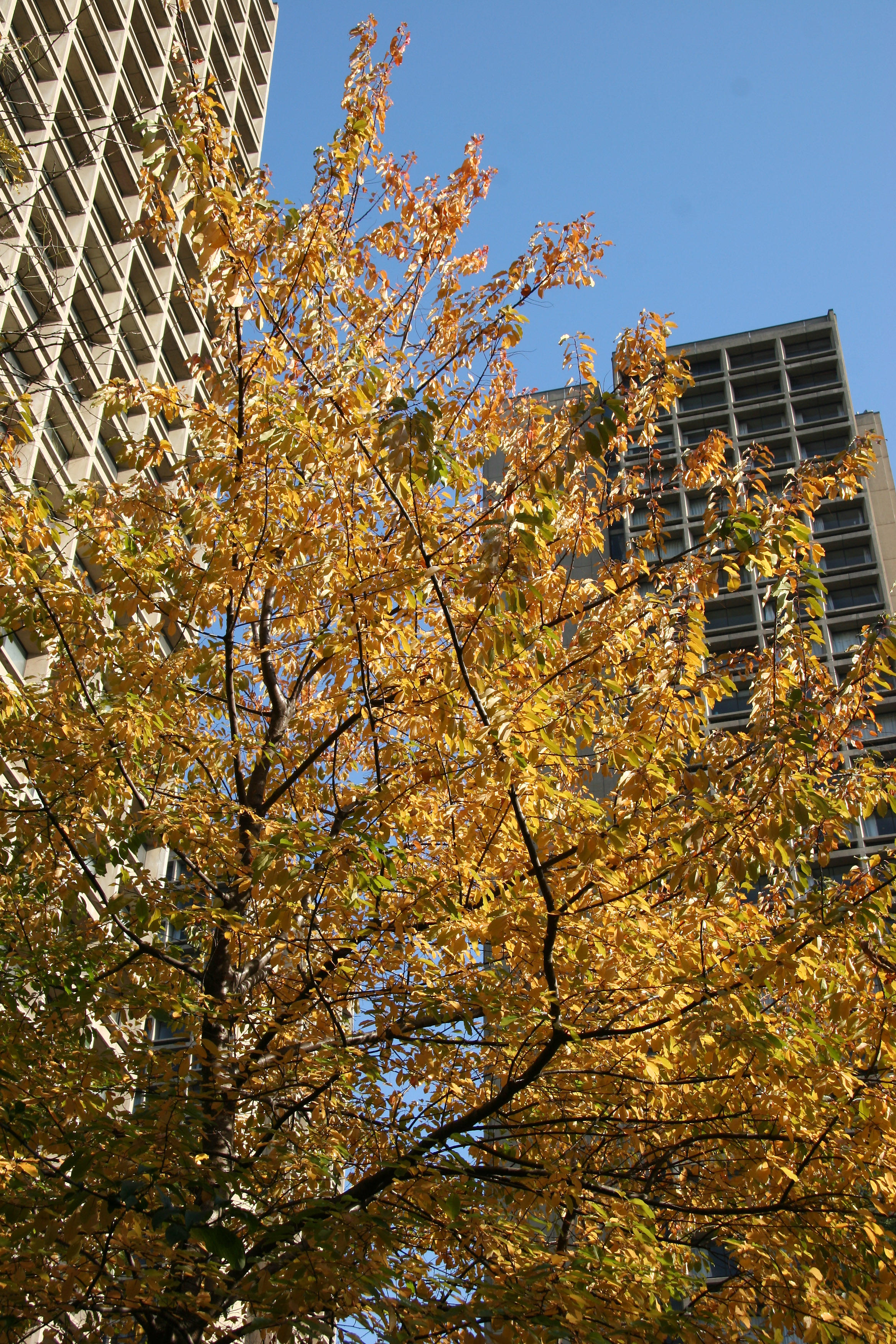 Tree Foliage