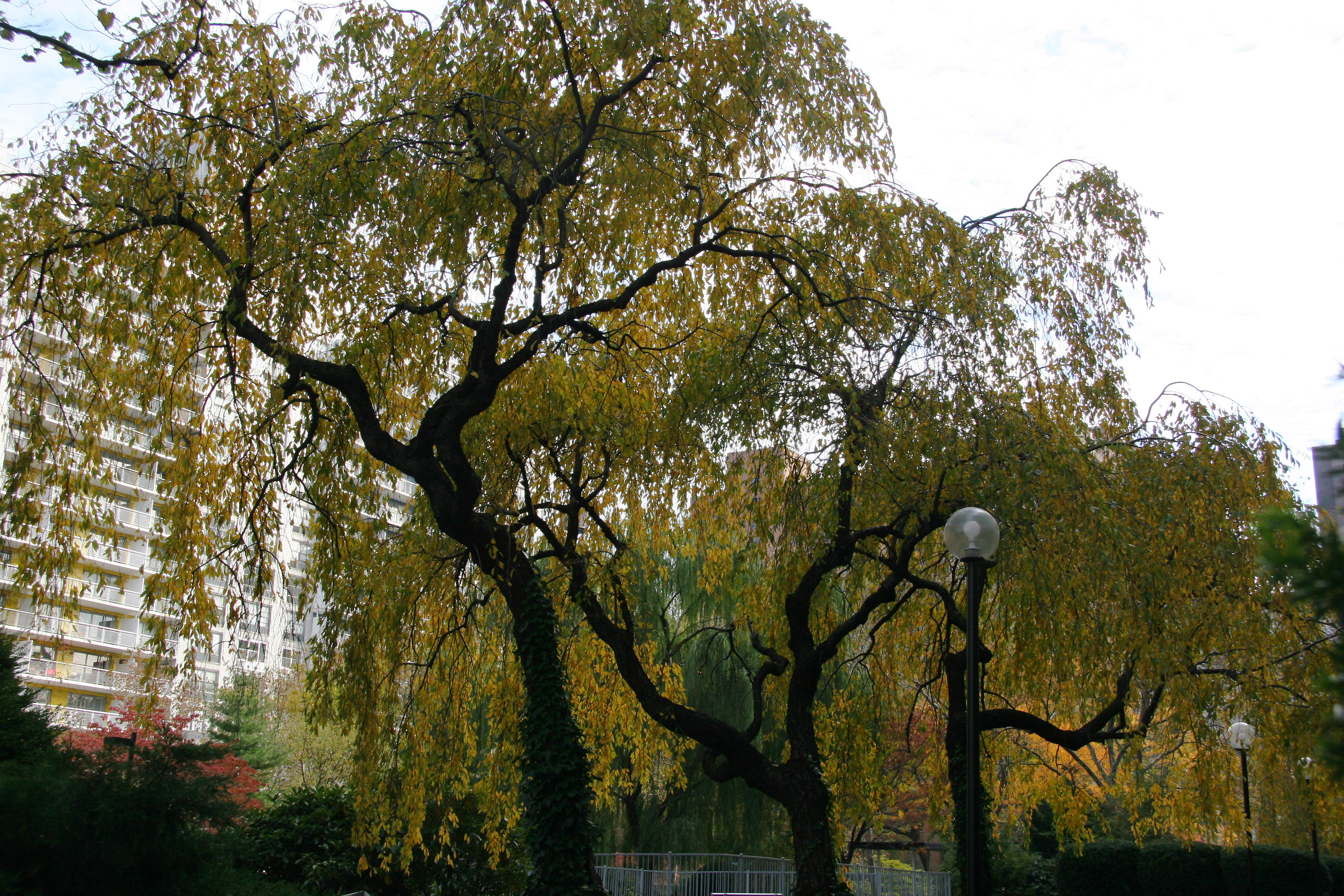 Cherry Trees