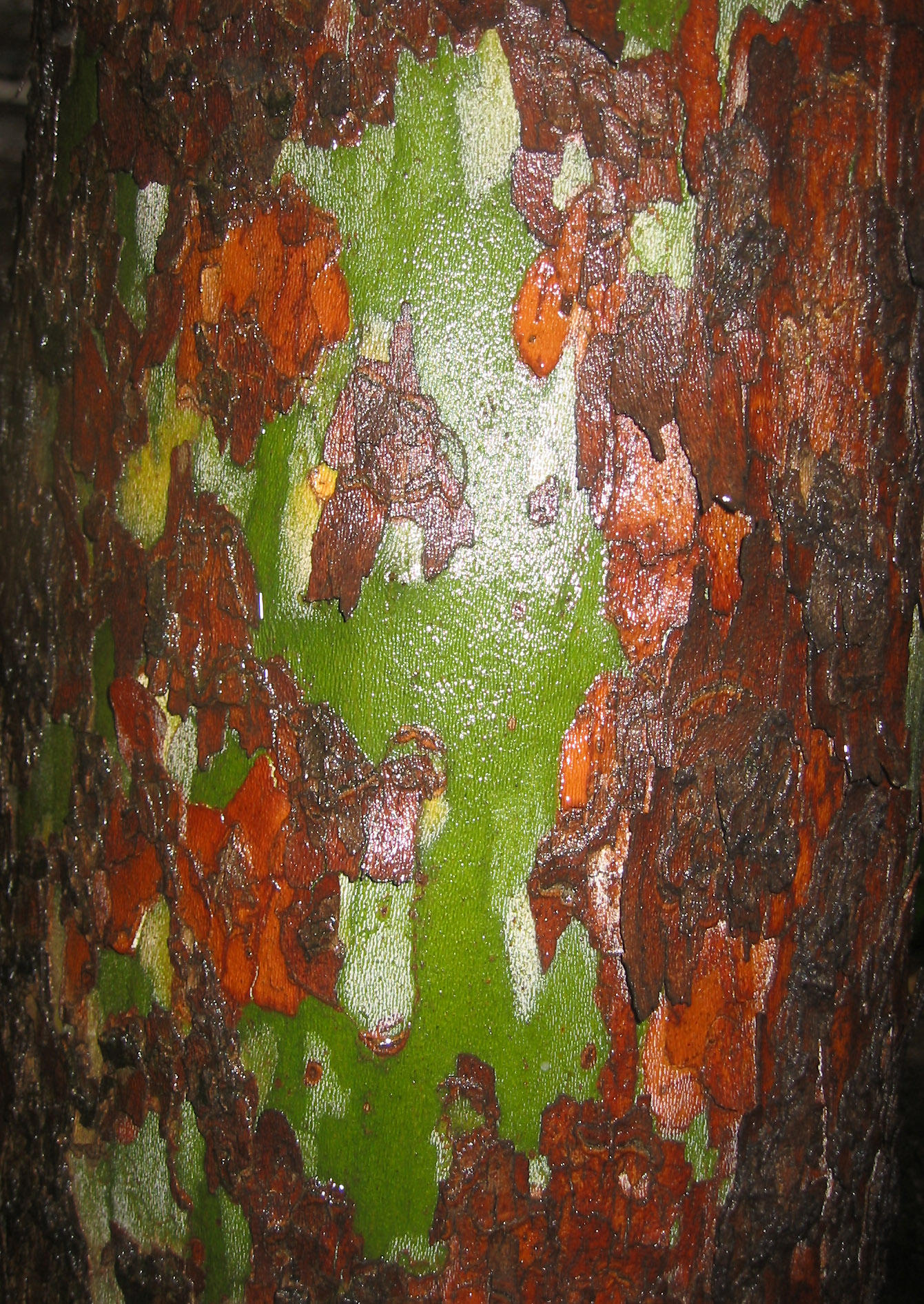 Sycamore Tree Bark in the Rain