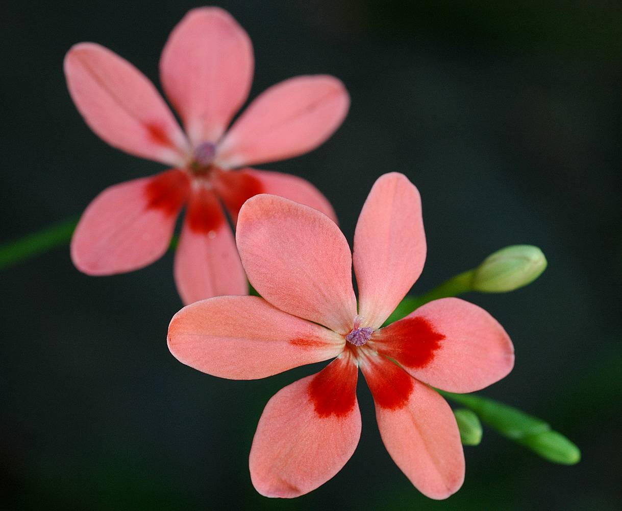 Freesia laxa (pink form), Iridaceae