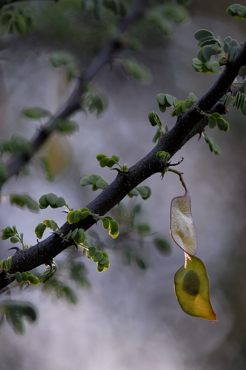 Seed pod of Acacia mellifera