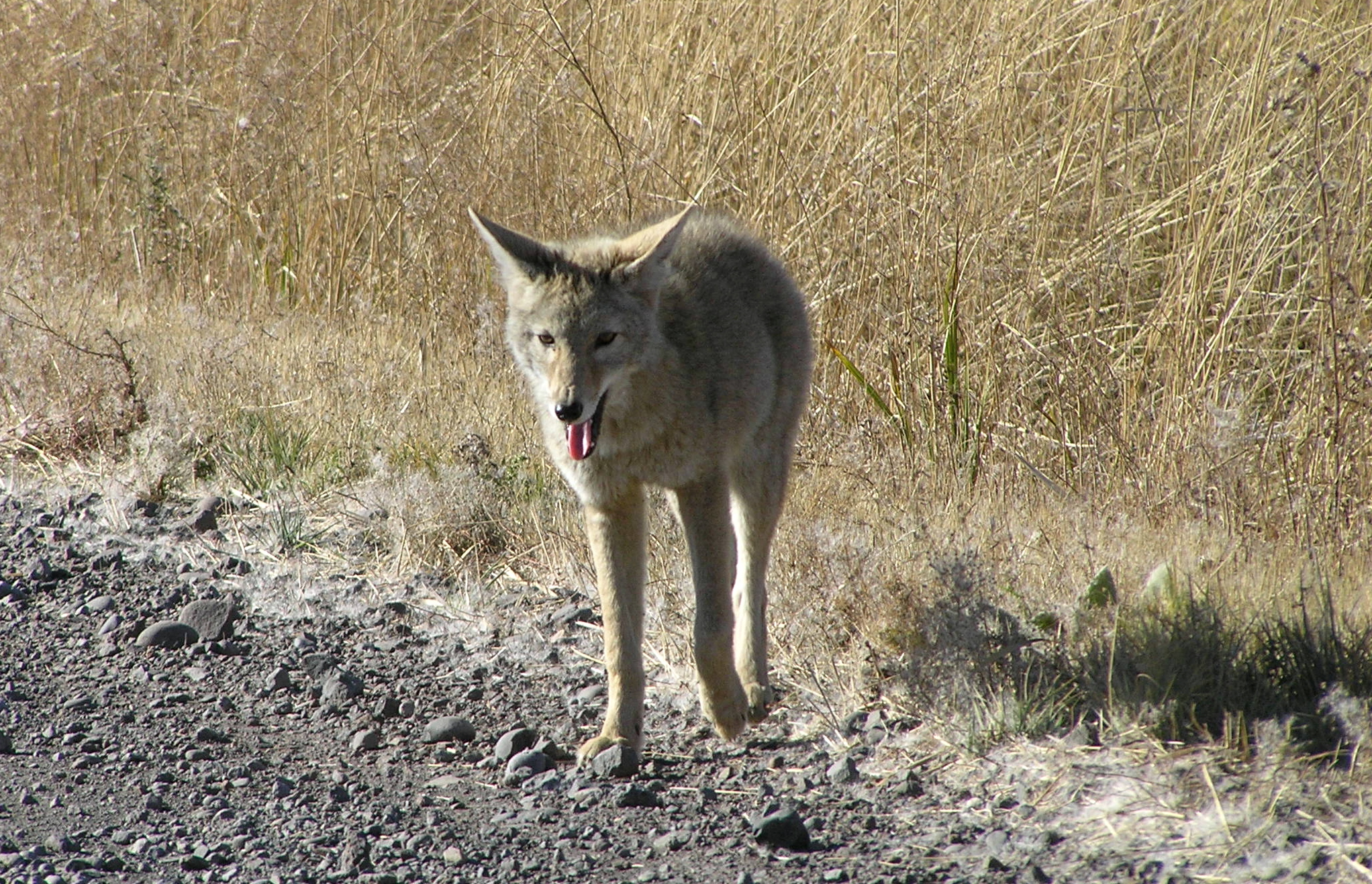 Coyote near Page Springs Campground