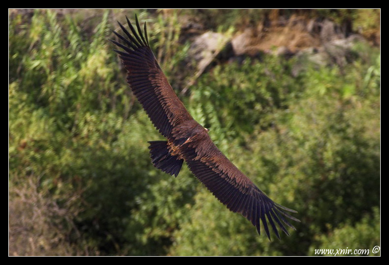 The (Eurasian) Griffon Vulture