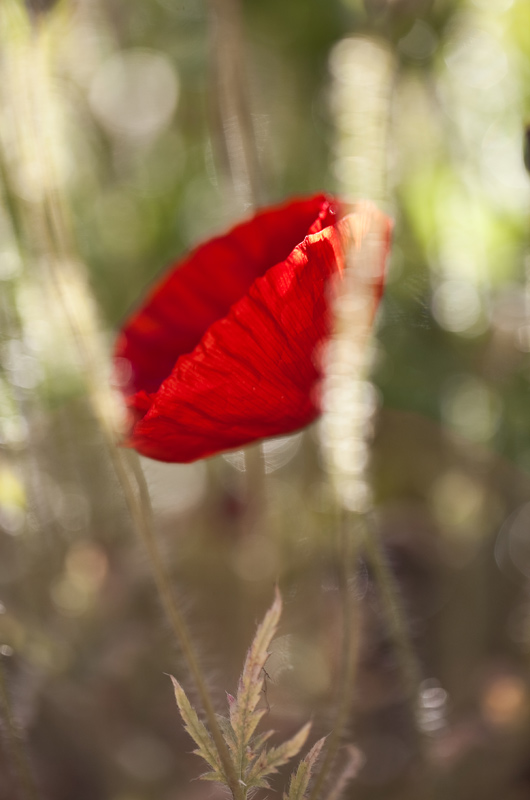 Early morning poppy