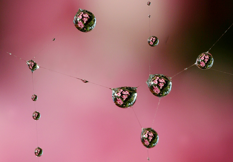 September 27. Azalea refraction