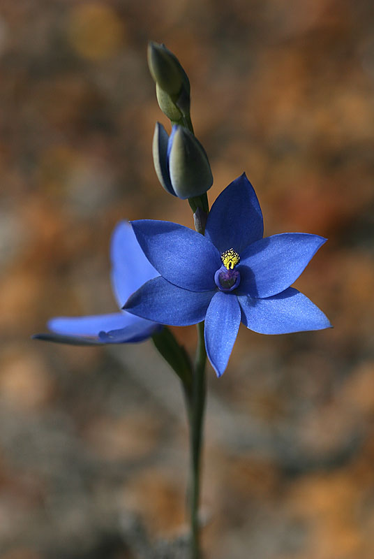 Blue Lady Orchid -Thelymitra crinita