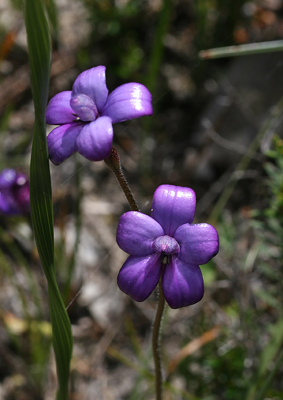 Purple Enamel Orchid