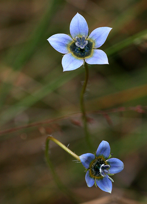 Wahlenbergia capensis