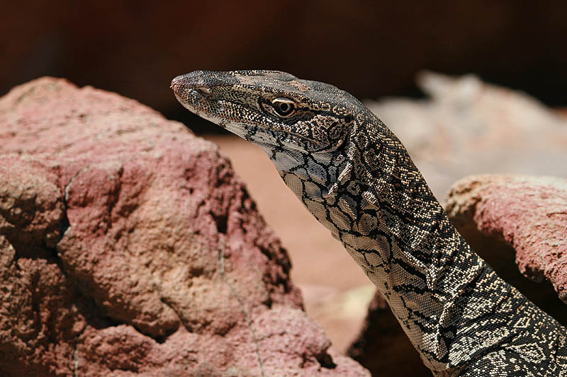 Australian monitor lizard Varanus giganteus