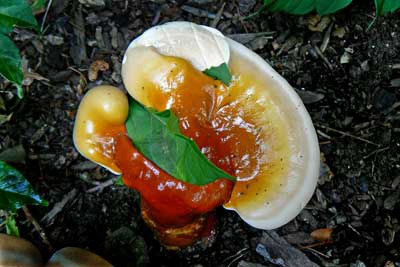 Toad Stool