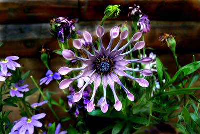 Purple Daisy
