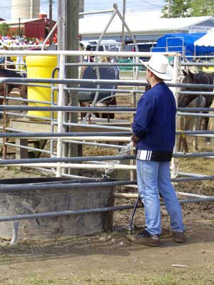 Watering The horses