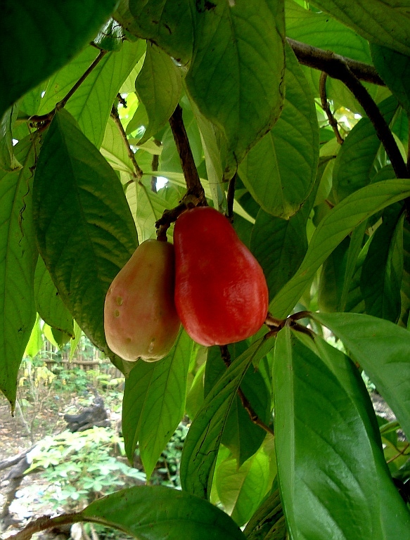 Sweet Fruit called Pomme, but no Apple