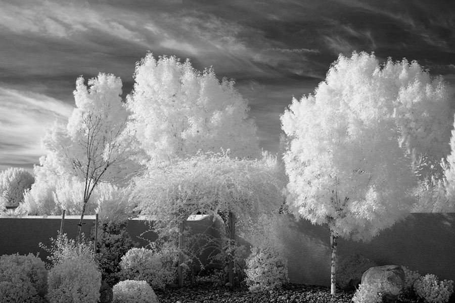 My Back Yard