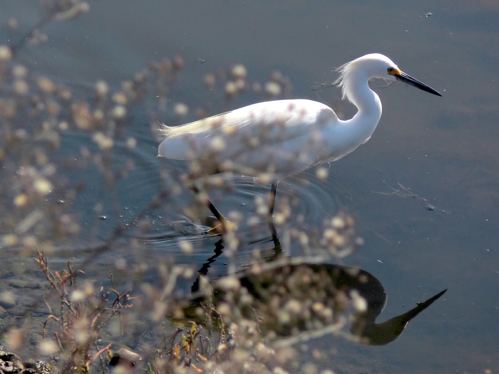 Egret