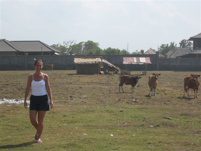 cows in Bali oh and me  (Im not the cow)