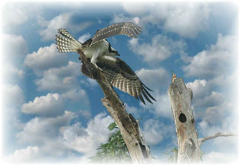 Osprey