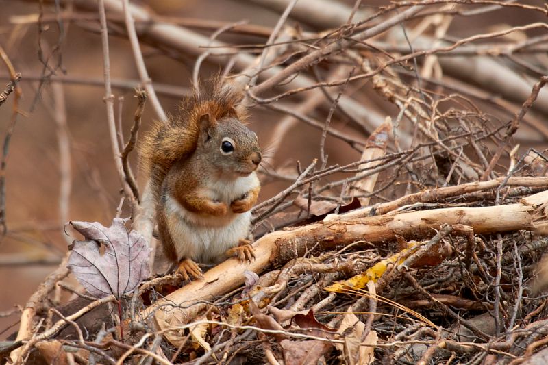 Red Squirrel